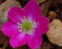 Rich magenta pink single flowers